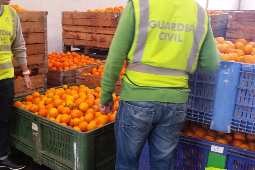 Descubren sacos con 400 kilos de naranjas que iban a ser robados en Oliva