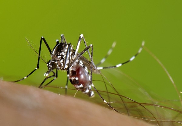 La Diputación lucha contra el mosquito tigre en poblaciones pequeñas