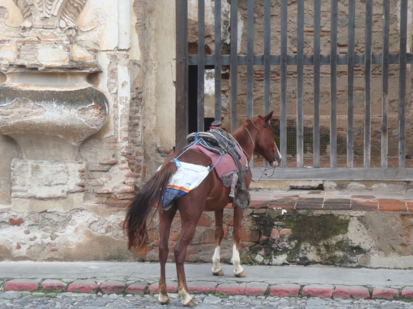 Los "pañales" para caballos será obligado en Tavernes de la Valldigna