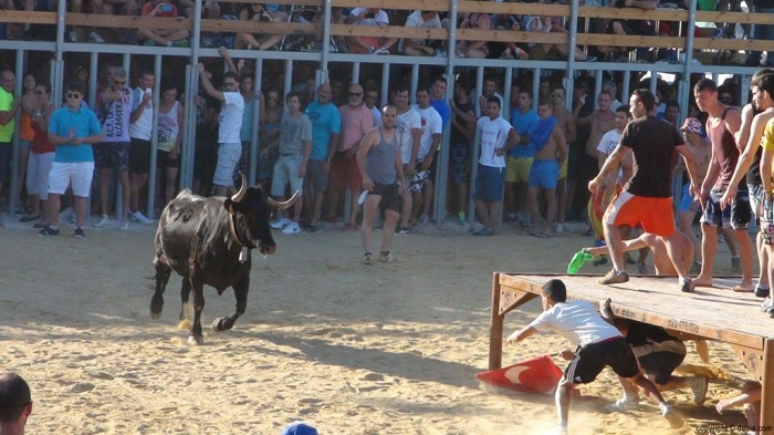 Estudian denunciar al alcalde de Tavernes por els bous al carrer