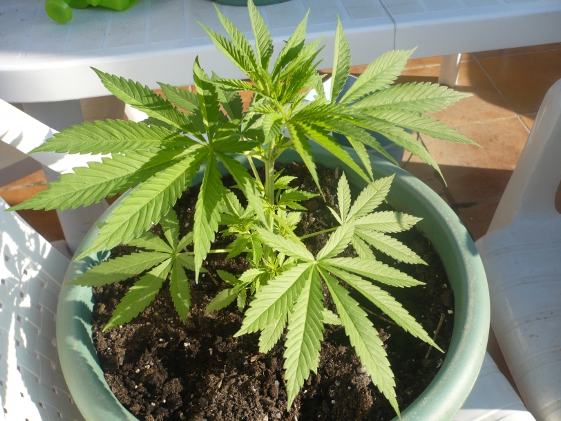 La Policía Nacional de Gandia descubre una plantación de marihuana