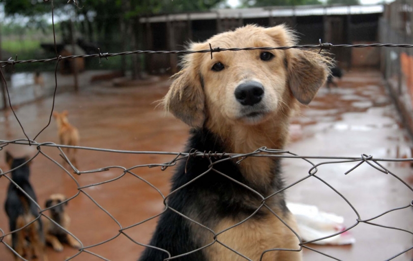 La asociación animalista ACDA organiza la 2ª edición de ''Festianimal''