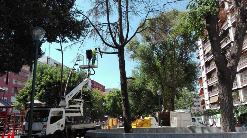 El Ayuntamiento de Gandia se ve obligado a talar dos árboles del Jardinet