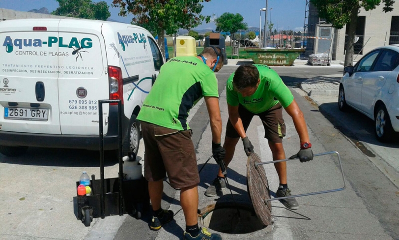 Bellreguard implanta tratamientos contra la proliferación de cucarachas
