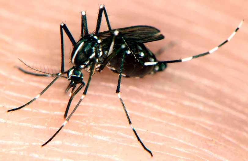 Oliva recibe una subvención para combatir el mosquito tigre
