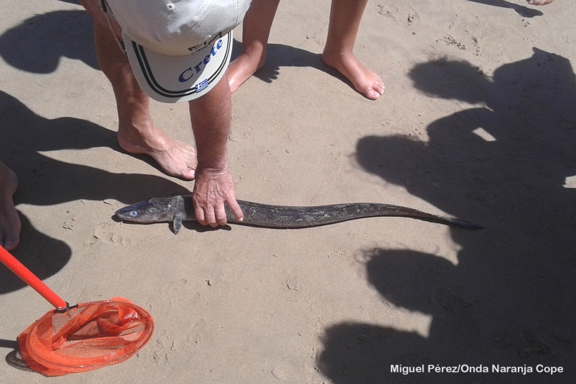 Una captura curiosa tras un fin de semana de mar revuelto en Gandia