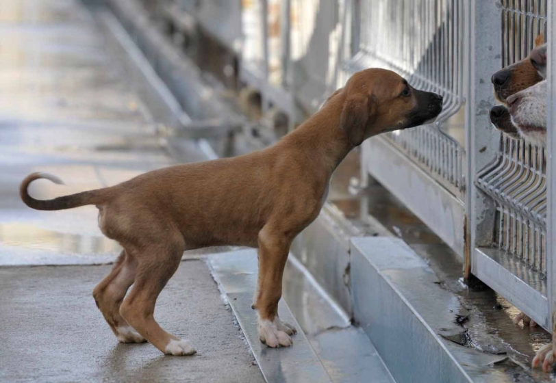 SPAMA no se presenta a la adjudicación de recogida de animales en Gandia
