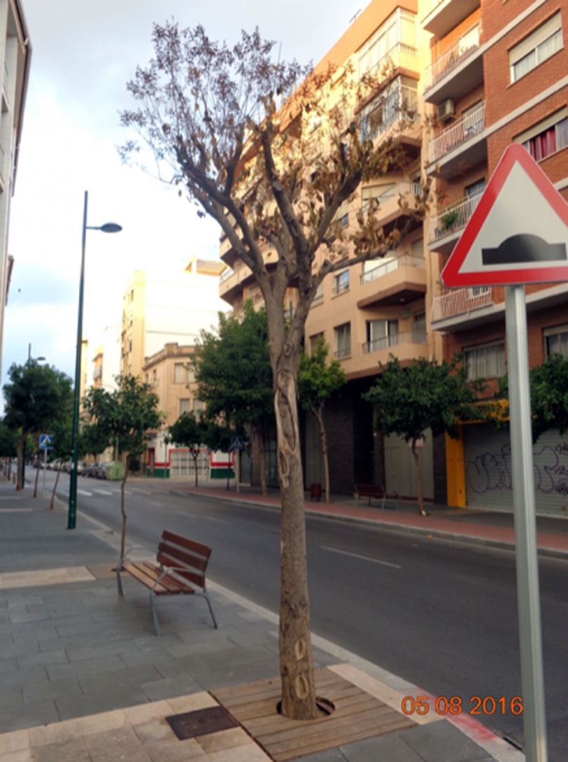 El Ayuntamiento de Gandia procederá a la tala de cuatro árboles