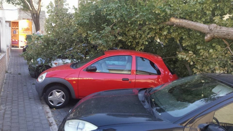 La caída de un árbol en Oliva causa desperfectos en diversos coches 