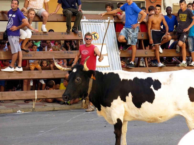 El Ayuntamiento de Tavernes concede permiso para celebrar ''bous al carrer''