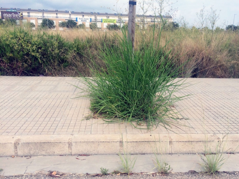 El PP de Gandia denuncia el abandono de la urbanización Las Estrellas