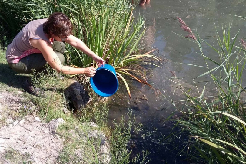 Un millar de anguilas para repoblar de especies el marjal Oliva-Pego