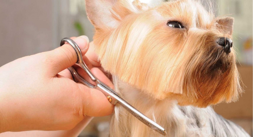 Hoy la Dogtora Móvil nos ha aconsejado sobre la belleza de las mascotas