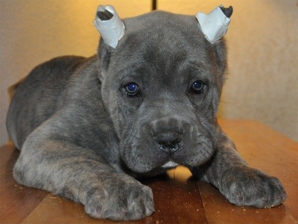 Dogtora Móvil hoy nos ha hablado de belleza animal