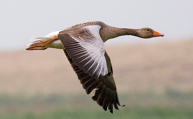 Gandia celebra domingo por la mañana en la marjal el Día de las Aves