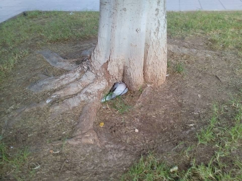 Las palomas muertas en un parque de Gandia fueron envenenadas con herbicidas