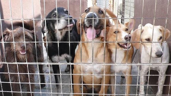 PP de Gandia sigue preocupado por el servicio de recogida de animales