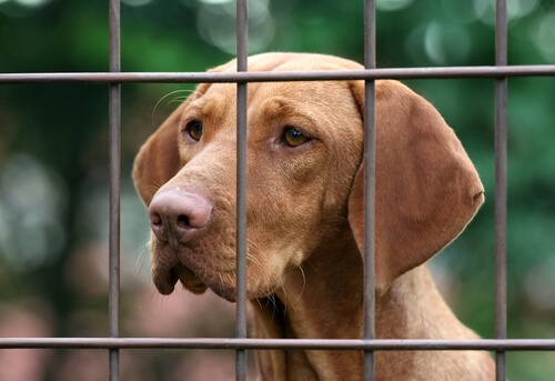 Gandia adjudica el servicio de recogida de animales a Ser Pro Animal S.L.