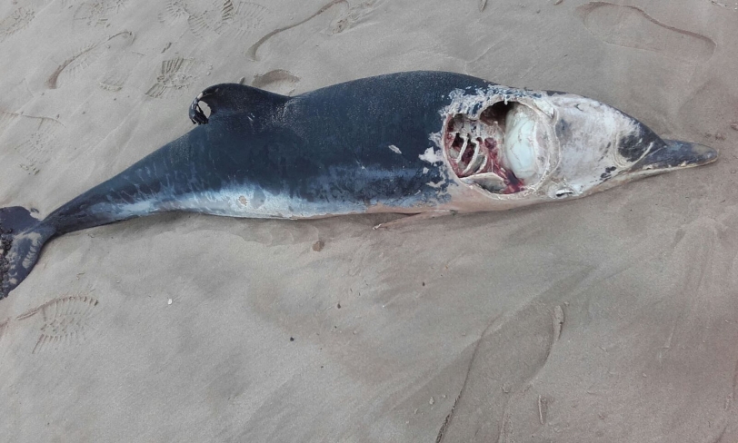 Aparece un delfín muerto en la playa de Daimús