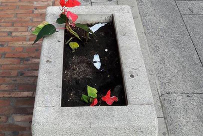 Gandia pide colaboración ciudadana para atajar el robo de plantas