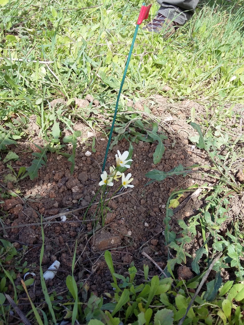 Oliva colabora en la repoblación de ecosistemas naturales en la Marjal