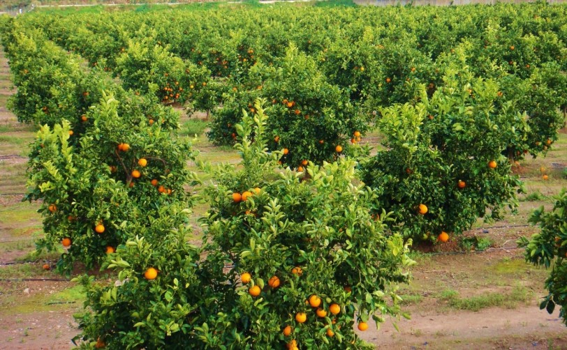 Los agricultores de Oliva dispondrán de un punto de atención para el PAC