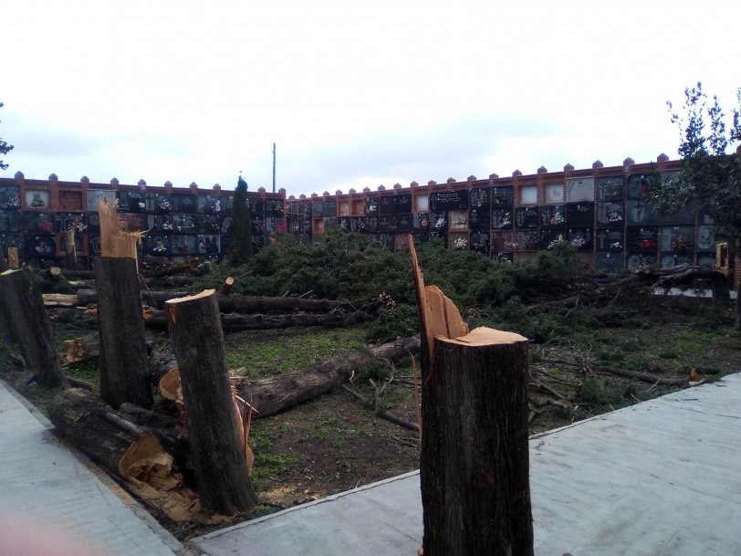 Compromís pide el cese de la tala de árboles en el Cementerio de Almoines