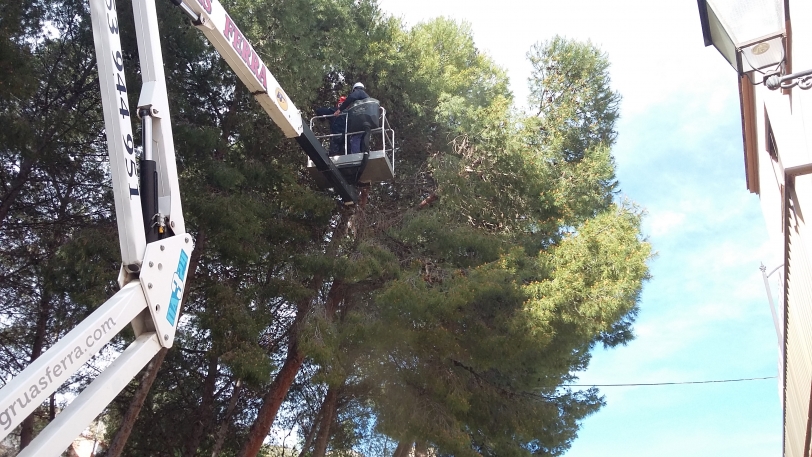 Un acto vandálico perturba los trabajos de Oliva contra la procesionaria