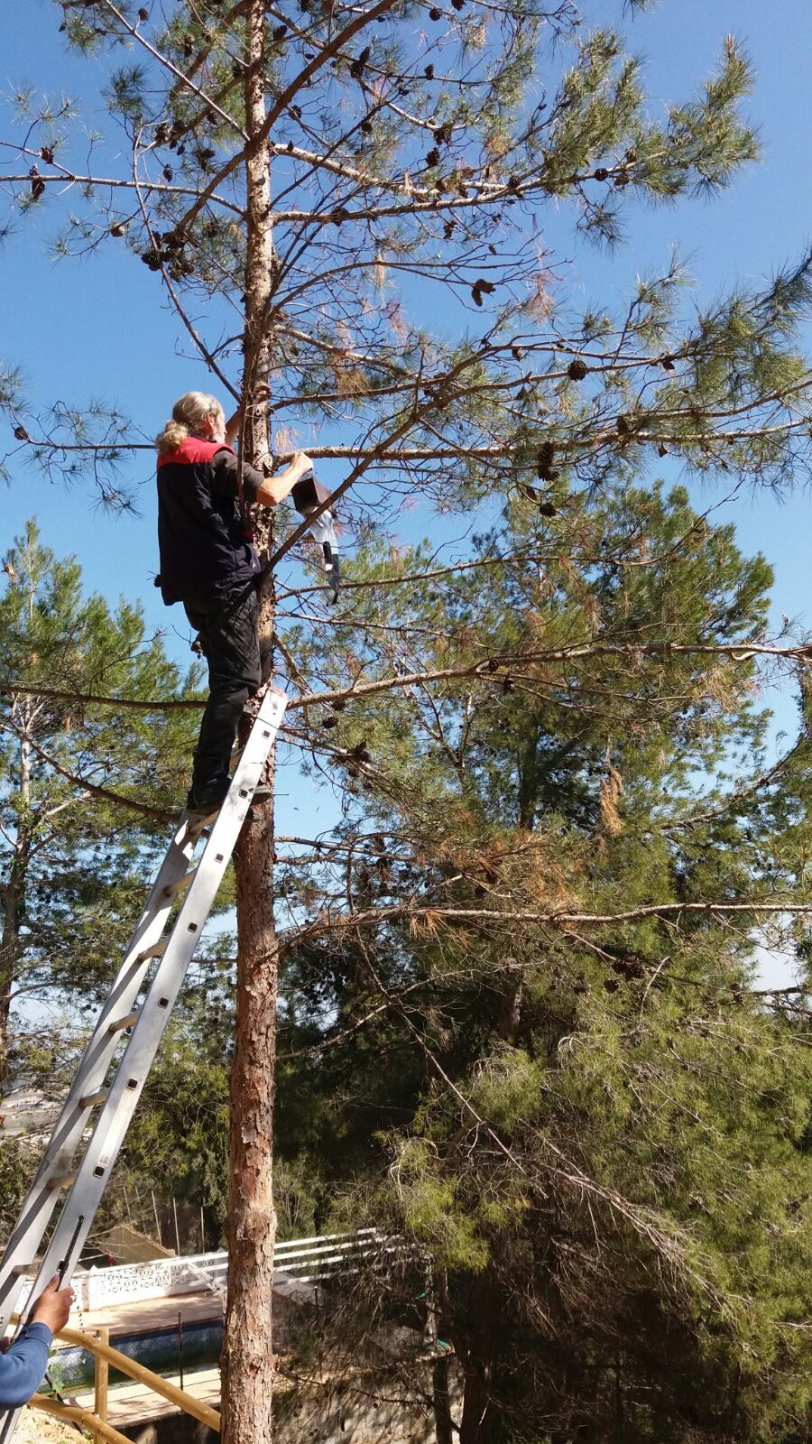 Ador instala trampas contra la plaga de la procesionaria
