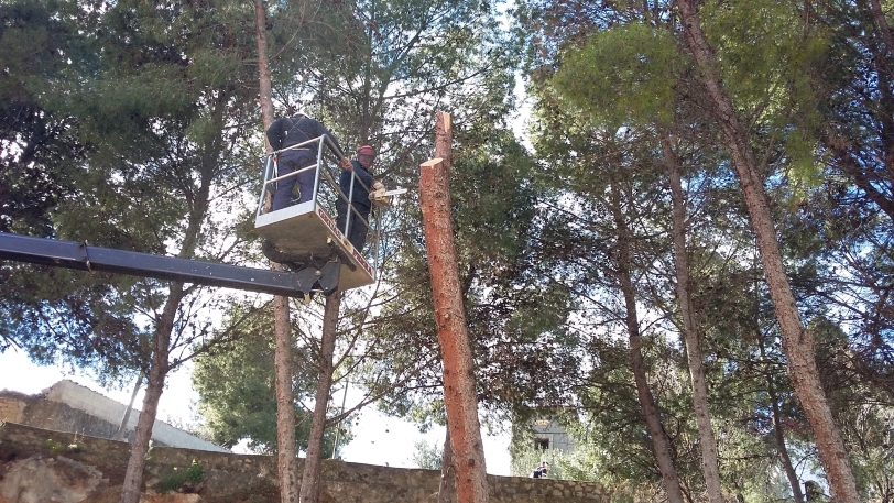 Las brigadas de Divalterra inician los trabajos de silvicultura en Oliva