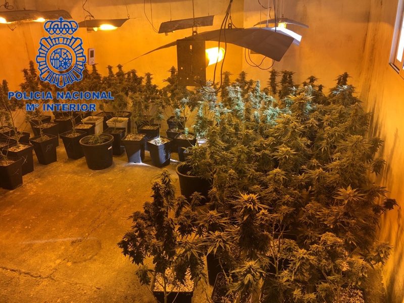 Detenido un matrimonio de Gandia con 273 plantas de marihuana en su casa