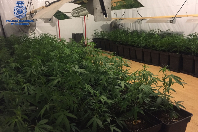 Medio millar de plantas de marihuana en una vivienda de Gandia