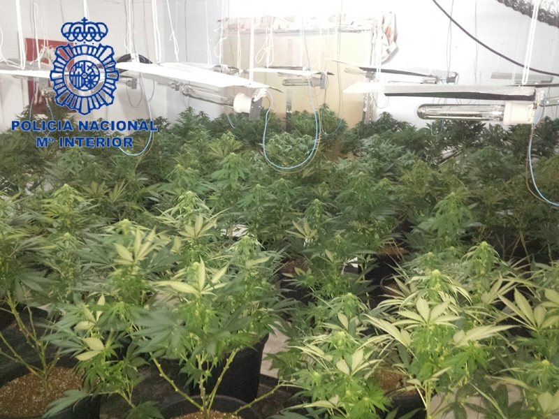 La Policía Nacional desmantela un punto de venta de marihuana en Daimús