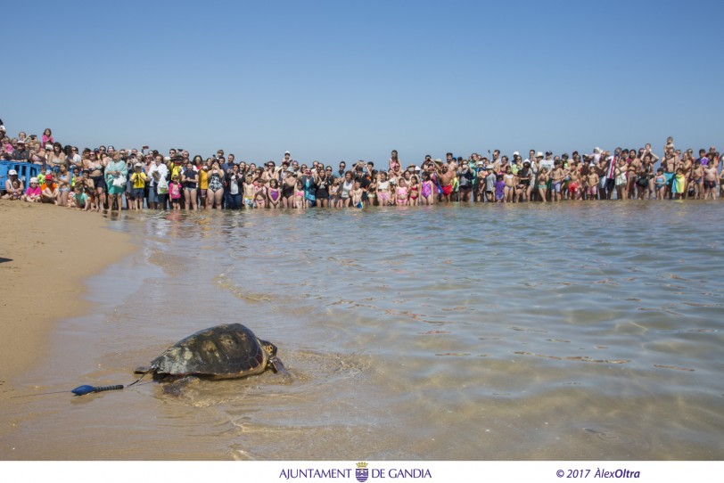 Fundación Oceanogràfic libera a cinco tortugas marinas en la Playa de Gandia