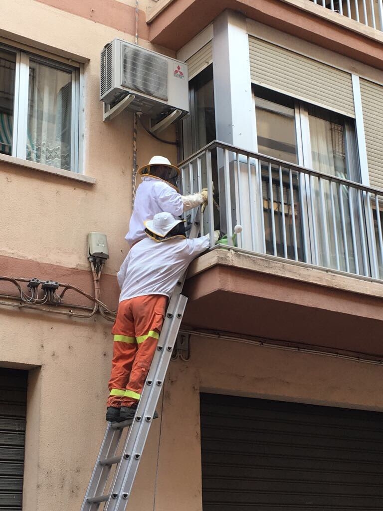 Bomberos y Policía Local retiran un enjambre de abejas en una vivienda
