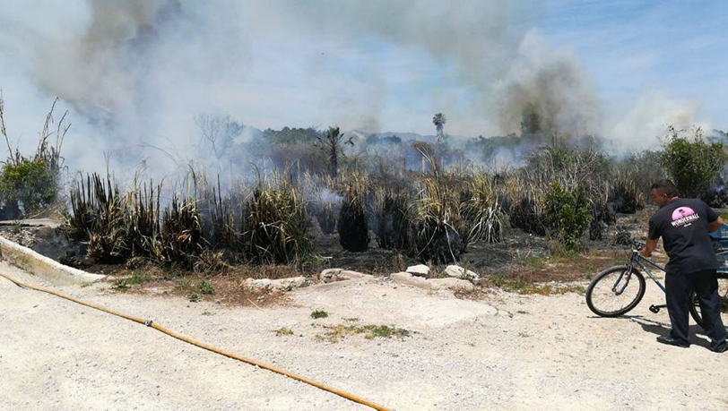 Un incendio en la zona del marjal de Gandia junto a Wondewall