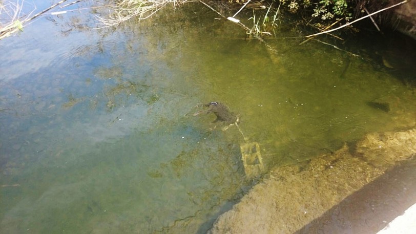 Seis meses de cárcel por tirar a su perro al río con un bloque de hormigón