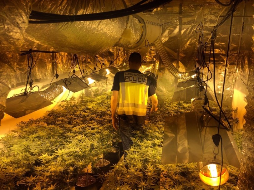 Tres detenidos por la Policía por cultivar marihuana en un chalé de Alfauir