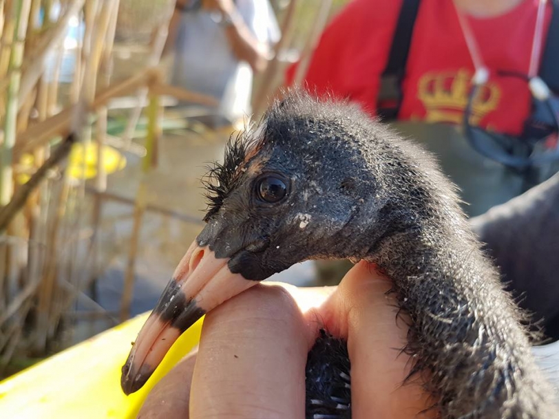 Oliva colabora con un proyecto de marcaje de garzas en el Marjal