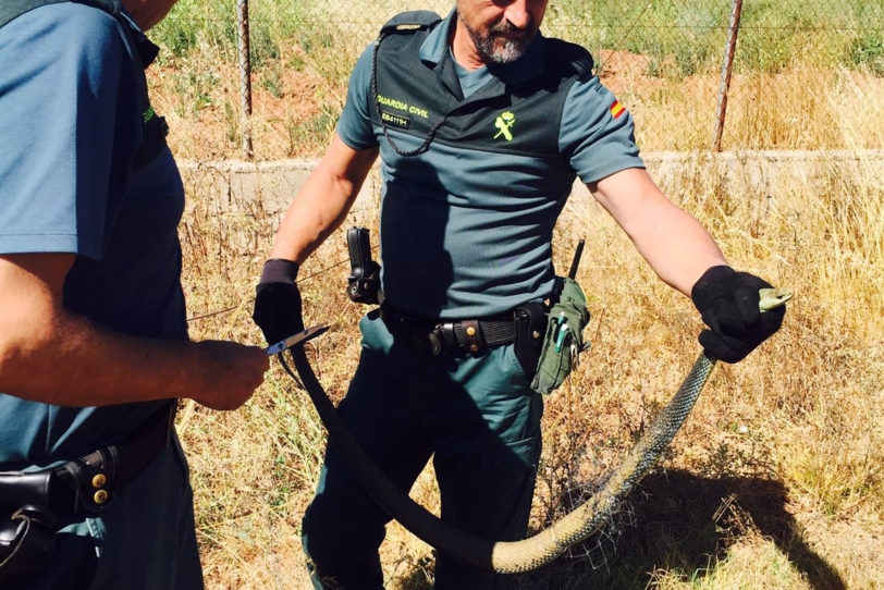 Guardia Civil y Policía Local liberan a una culebra atrapada en Gandia