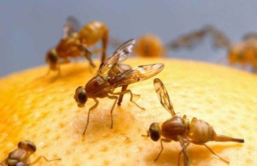 Se inicia la campaña 2017 para combatir la mosca de la fruta en cítricos