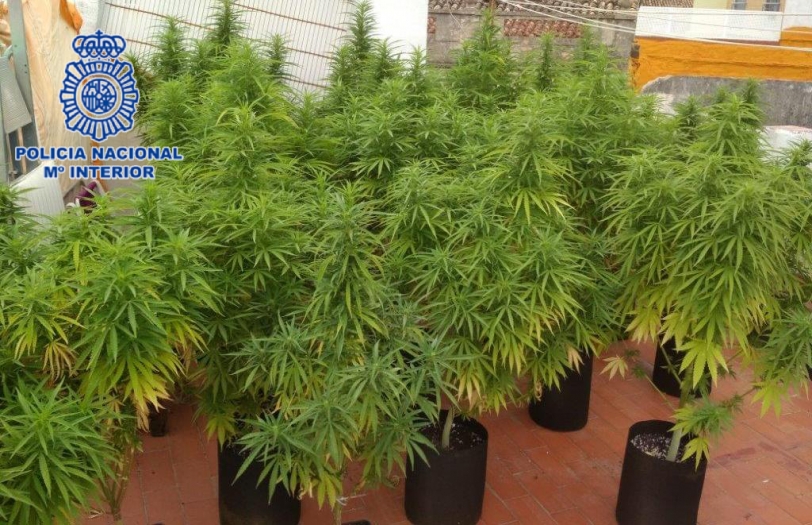 Cuatro detenidos en Gandia por cultivar marihuana en la azotea de su chalé