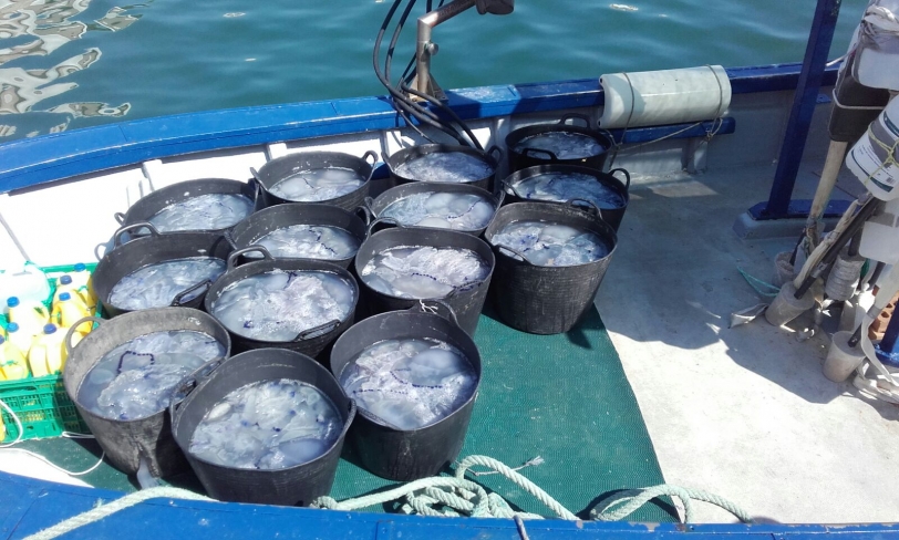 Las medusas descienden en la playa de Gandia como nunca antes había ocurrido