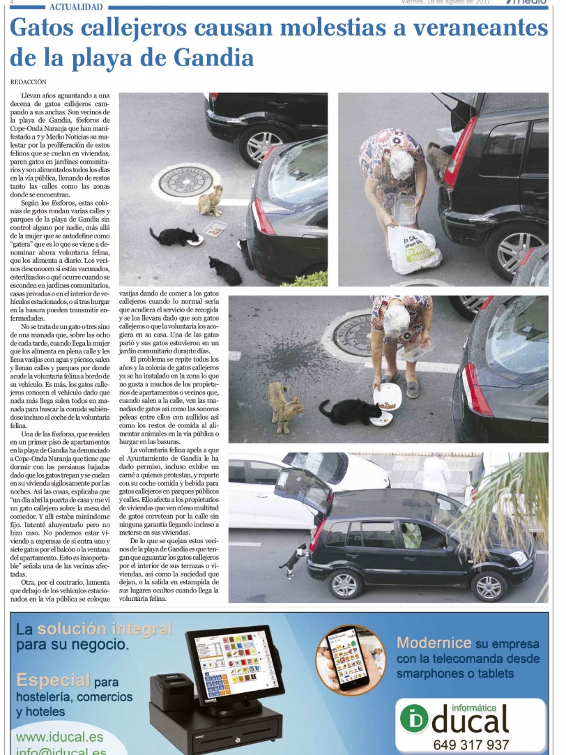 Gatos callejeros causan molestias a veraneantes de la playa de Gandia