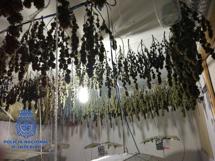 Desmanteladas varias viviendas de Beniopa (Gandia) donde se cultivaba droga