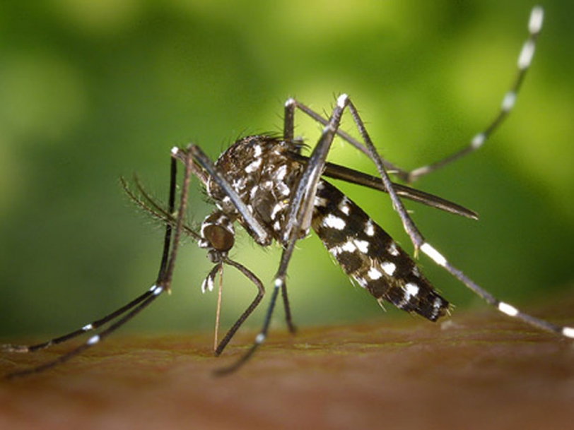 Oliva intensifica los tratamientos ante la reciente plaga de mosquitos