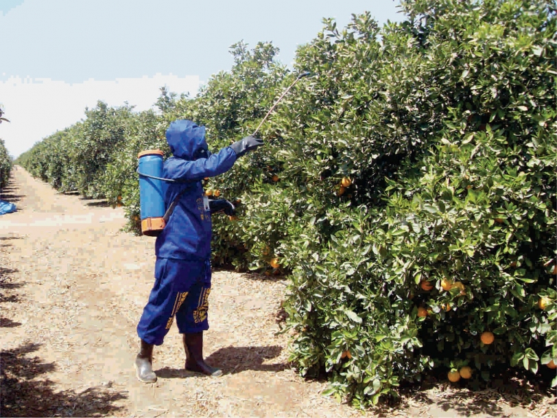 Oliva inicia los tratamientos terrestres contra la Mosca de la fruta
