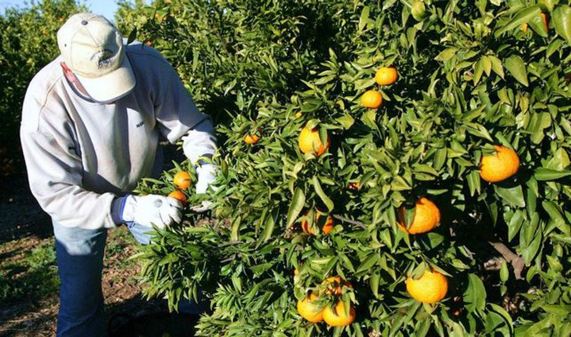 El PP de Xeraco denuncia el malestar de los agricultores por su abandono