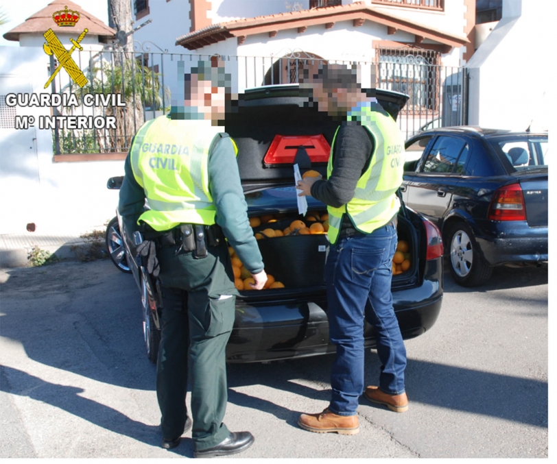 Detenidos por vender 400 kilos de naranjas robadas en Tavernes y Cullera