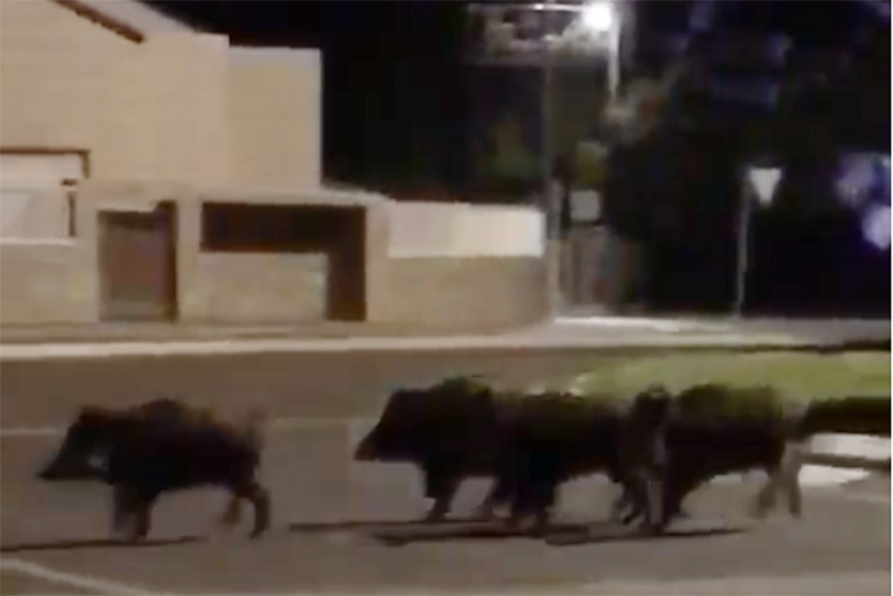 Una manada de jabalíes por la carretera del Grau a la playa de Gandia